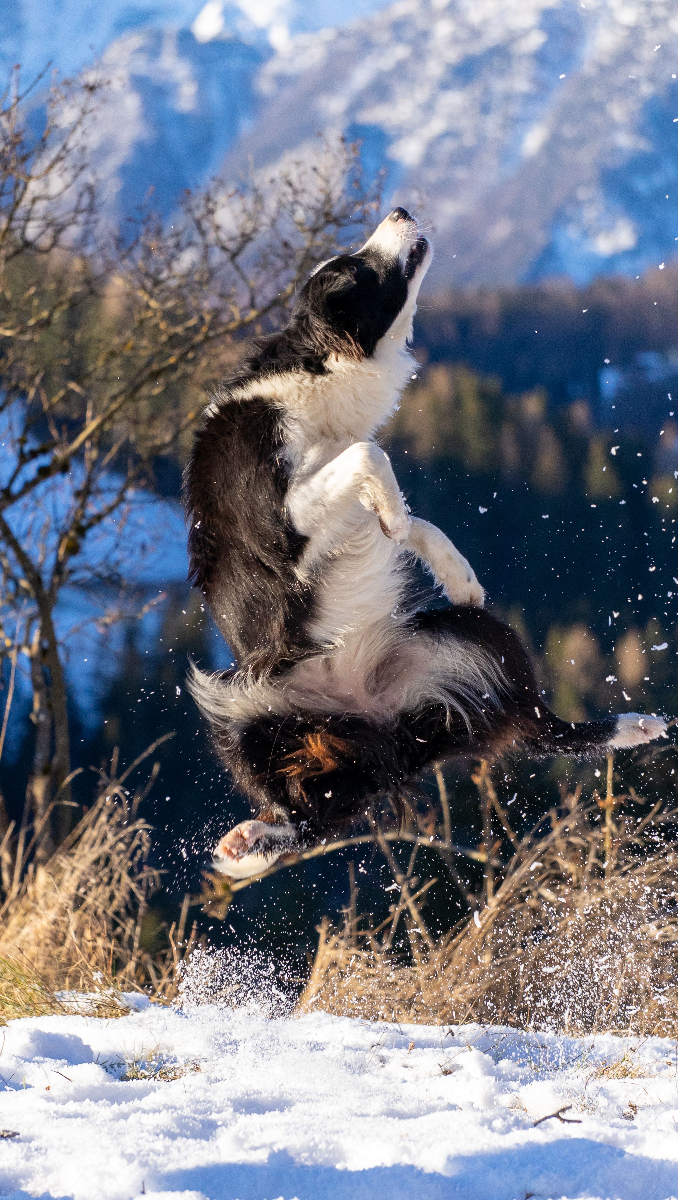 A Border Collie displaying agility in a snowy mountain landscape.