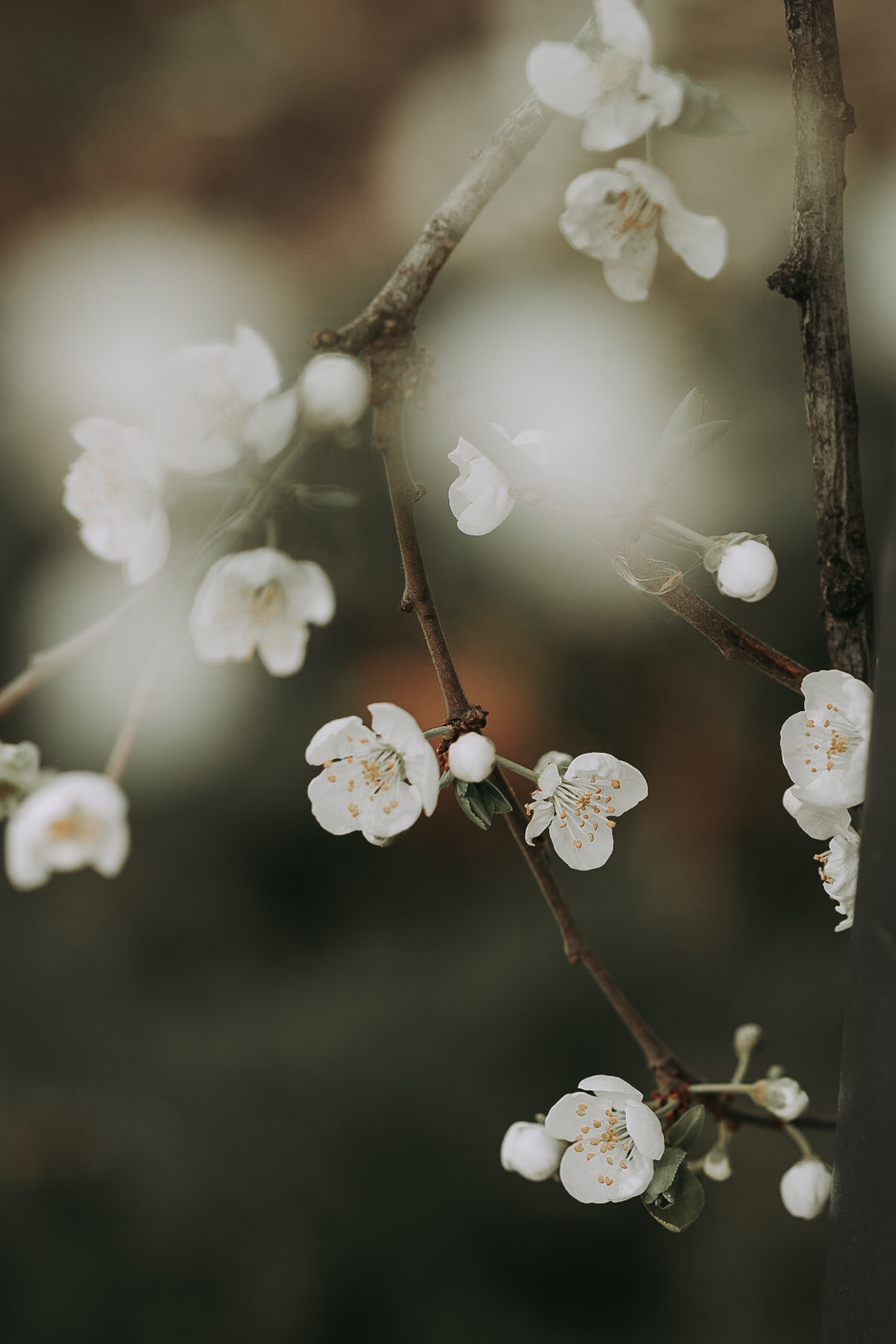 A delicate cherry blossom branch with white flowers, captured in soft focus.