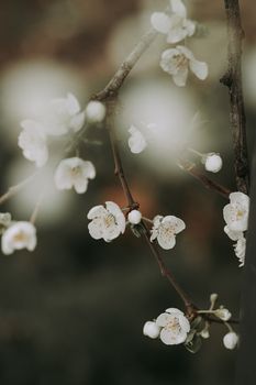 A delicate cherry blossom branch with white flowers, captured in soft focus.