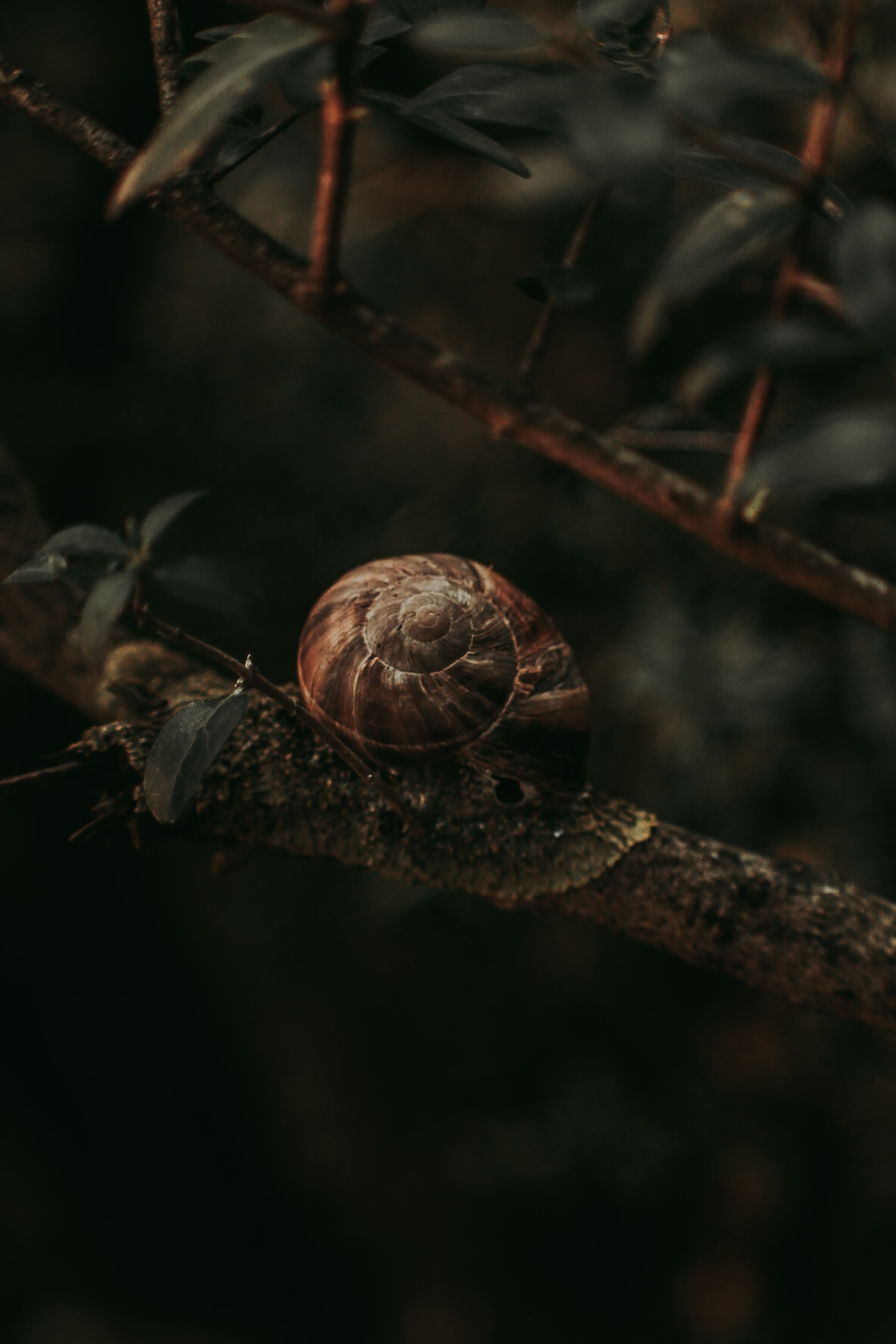 A detailed image of a snail shell resting on a tree branch in a darkened forest setting.