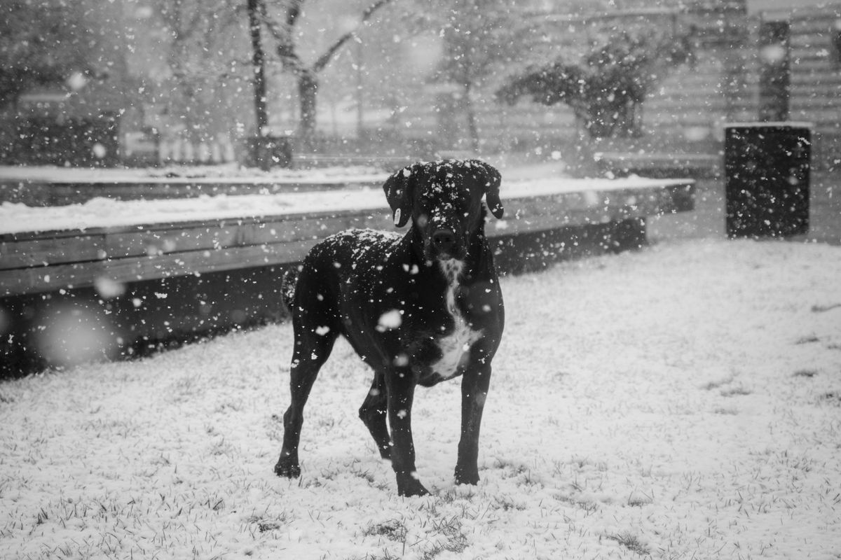 Chien qui a peur de l'orage : comment l'apaiser - Les erreurs à éviter et quand consulter un vétérinaire