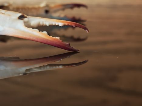 Detailed shot of crab claw reflected on a glassy surface, highlighting texture and colors.
