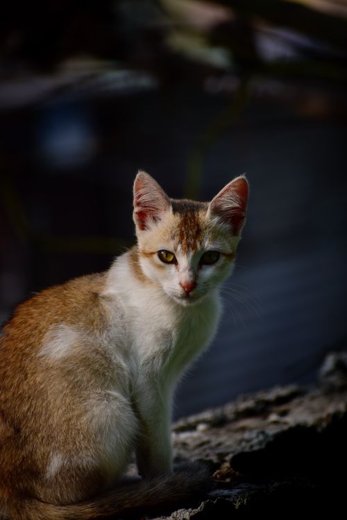Free A young cat with brown and white fur sits outdoors in natural light. Stock Photo