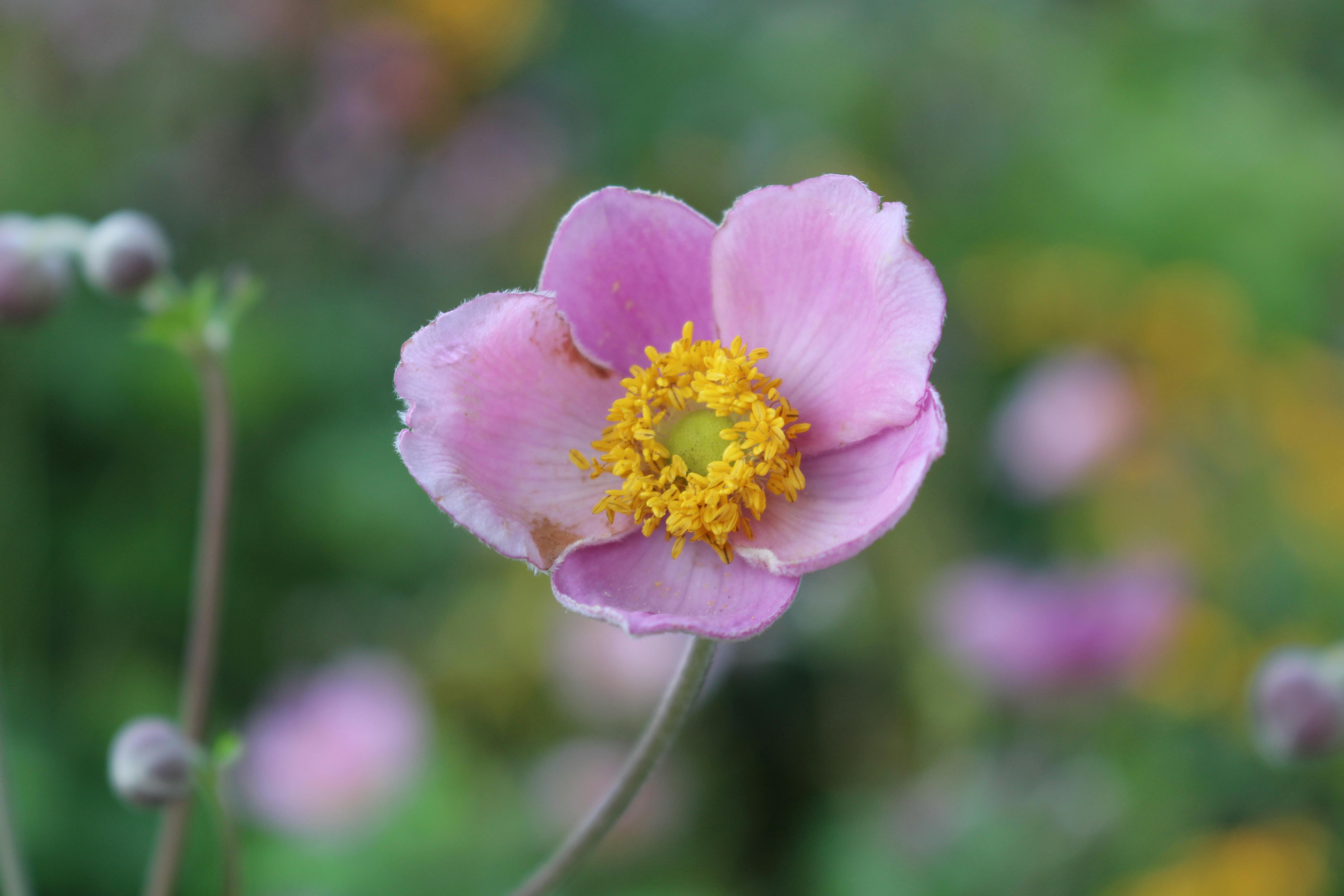 Eco-Friendly Gardening Tips for Healthier Soil