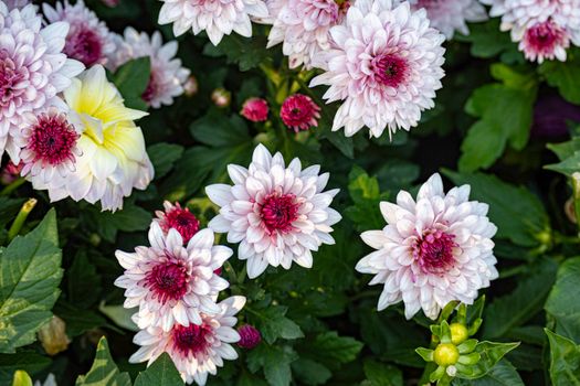 Close-up shot of vibrant pink and white chrysanthemums among lush green leaves.
