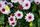 chrysanthemum