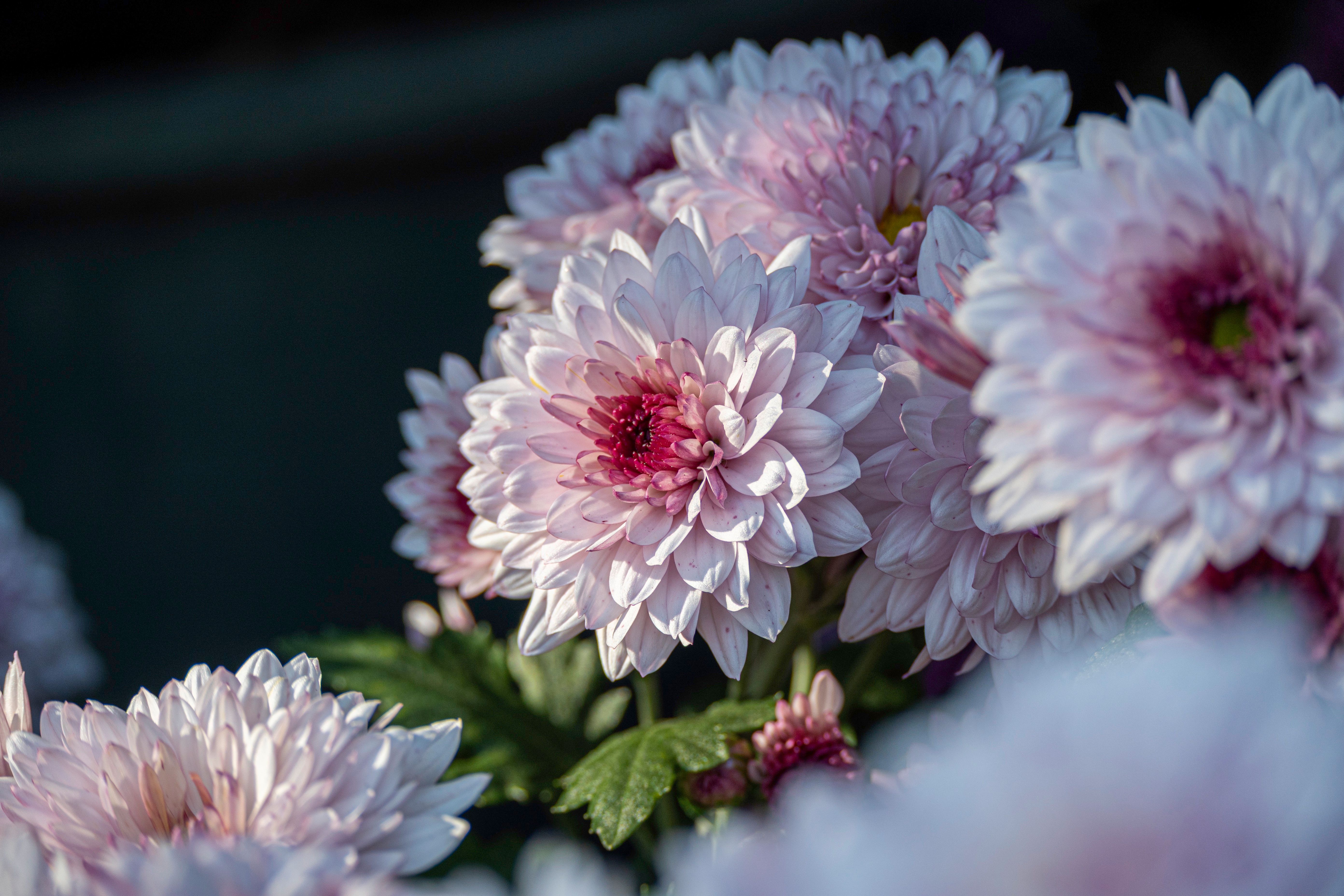 [ColoSach]-close-up-of-blooming-pink-chrysanthemums-with-lush-green-leaves,-showcasing-vivid-floral-beauty.