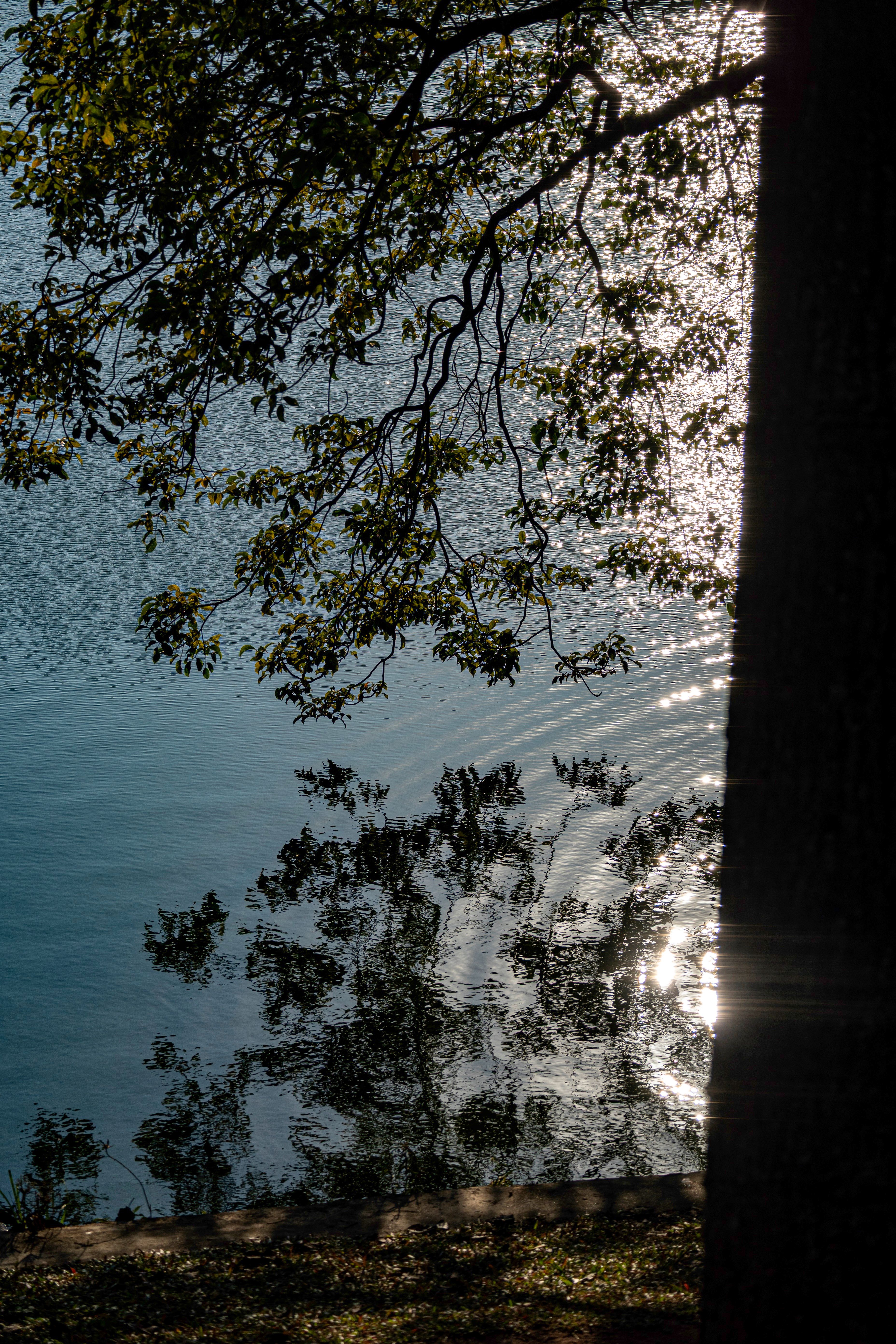 Sunlit Tree Reflections on Calm Water Surface · Free Stock Photo