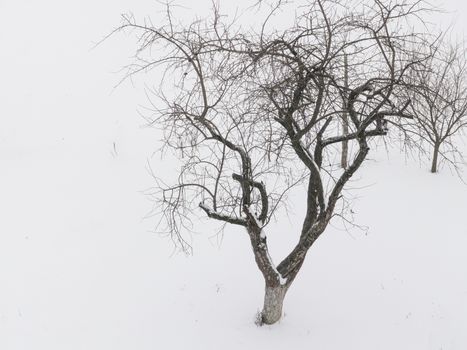 Serene winter landscape with a single bare tree against a snowy white background.
