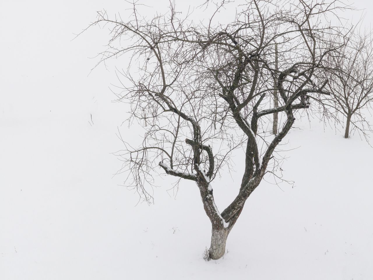 serene winter landscape with a single bare tree against a snowy white