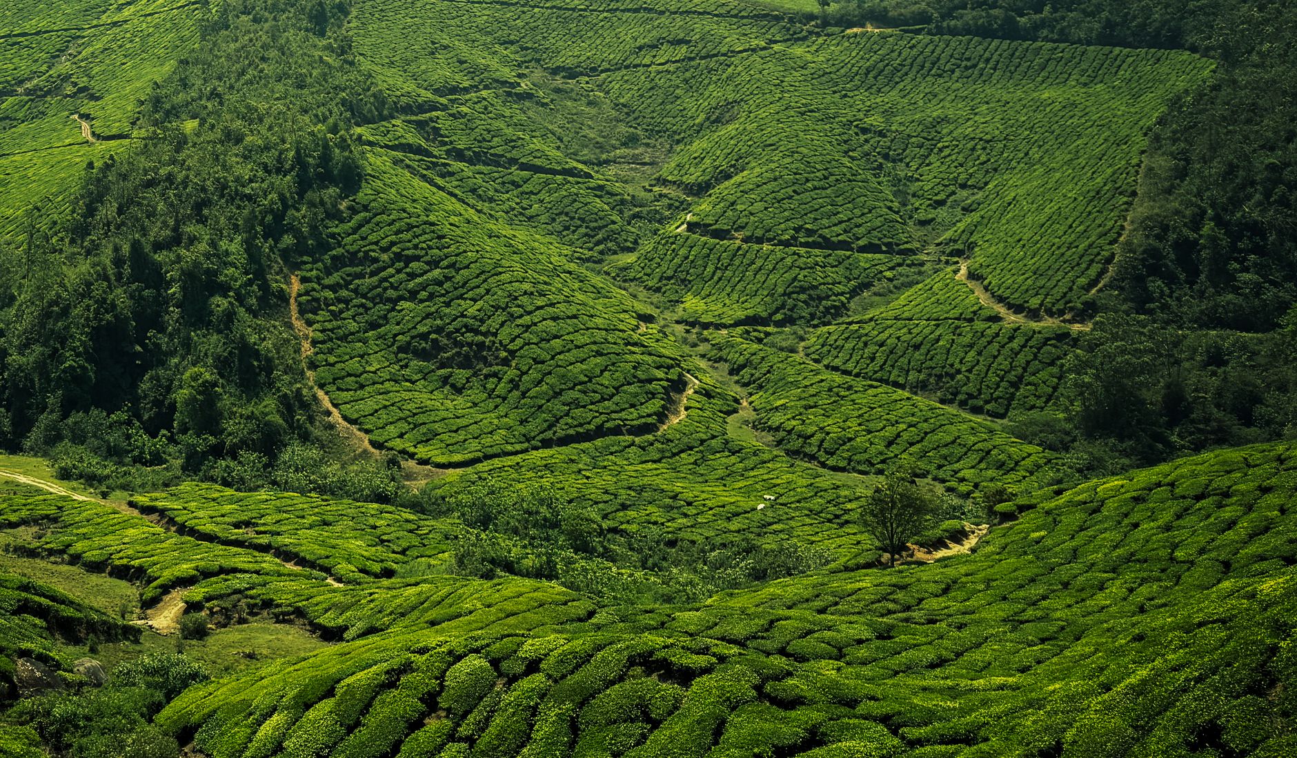 Darjeeling tea hills