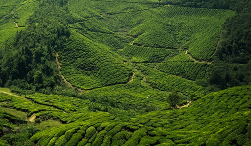 Free Explore the stunning green tea plantations on rolling hills, capturing nature's beauty. Stock Photo