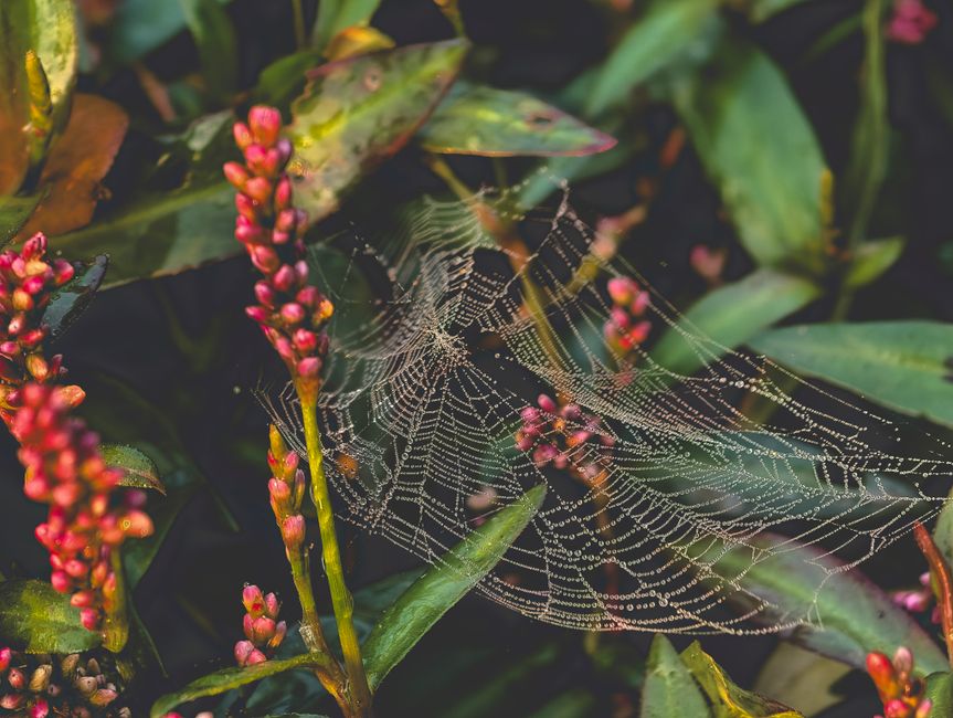 spider web dew drops