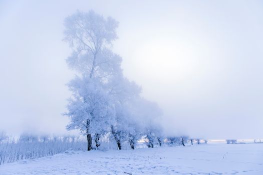 Beautiful snowy winter scene with frosted trees in Jilin Province, China under soft daylight.