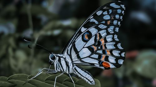 Free Close-up of a vibrant butterfly with detailed patterns on a leaf in Bangladesh's lush greenery. Stock Photo