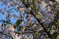 Vibrant Parakeet Among Cherry Blossoms in Spring