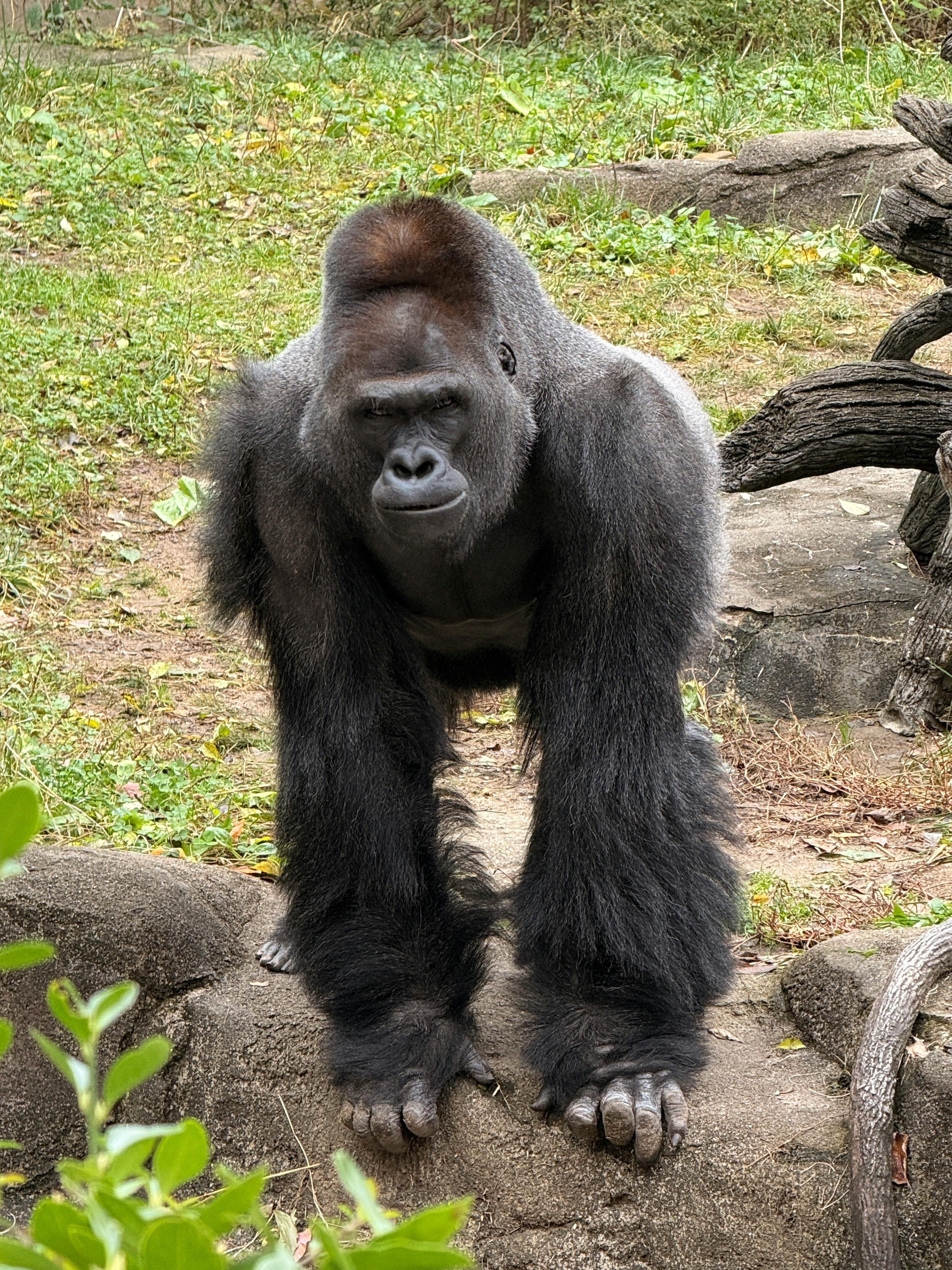 Gratis Detaljert nærbilde av en gorilla utendørs, som viser styrke og tilstedeværelse. Arkivbilde