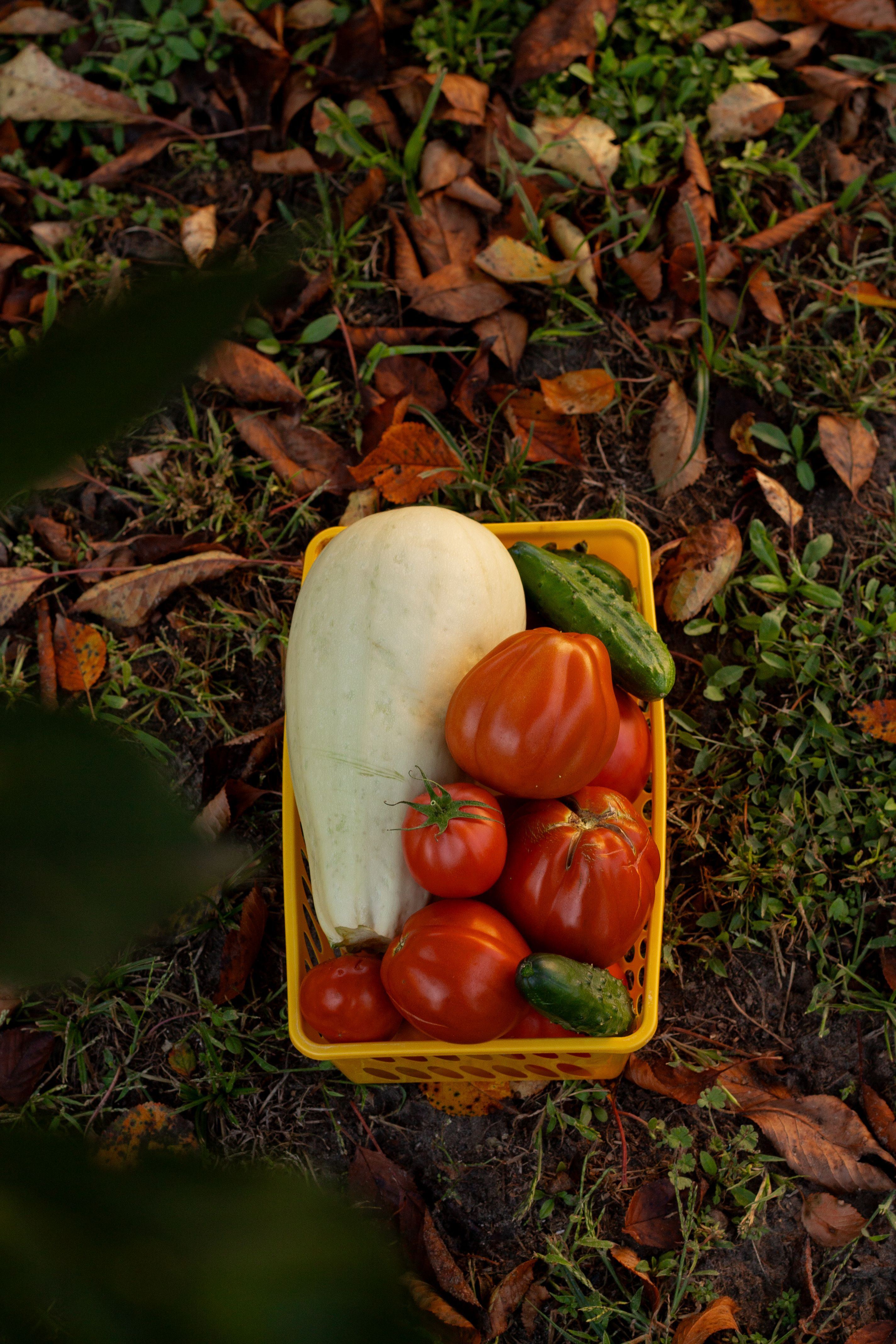 Paillage tomates courgettes quelle matière choisir 