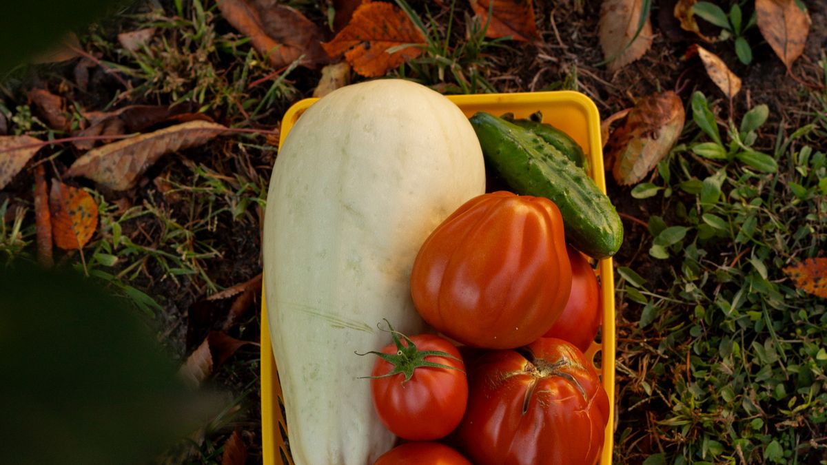 Récolter et conserver les courgettes tomates haricots juillet