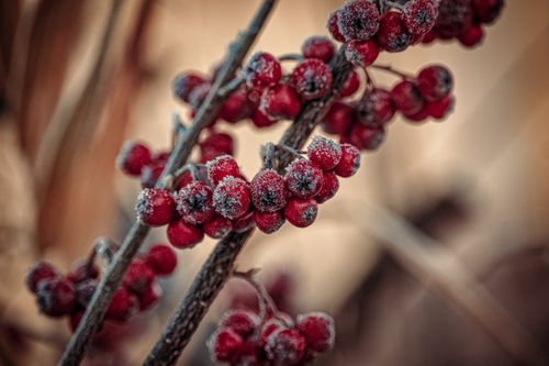 Free Macro shot of red berries covered in frost, symbolizing the beauty of winter. Stock Photo