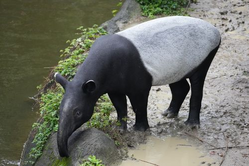 Free A Malayan Tapir standing by a muddy riverside, surrounded by green foliage. Stock Photo