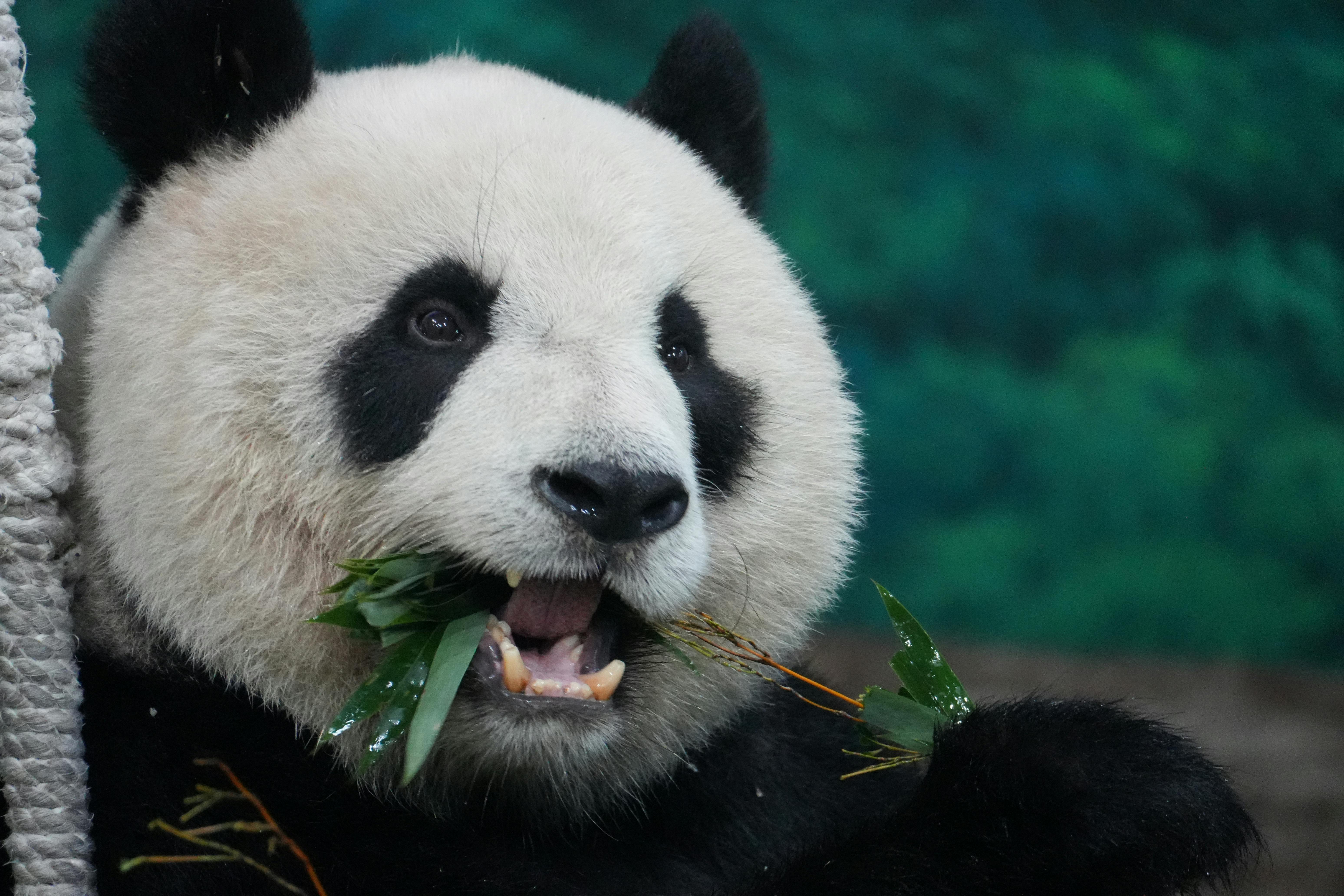 Giant Panda Photos, Download The BEST Free Giant Panda Stock Photos \u0026 HD  Images, image size:6192x4128