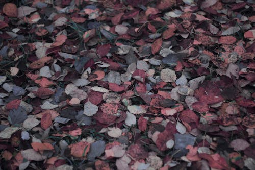 Kostnadsfri bild av fallna löv, höst, löv