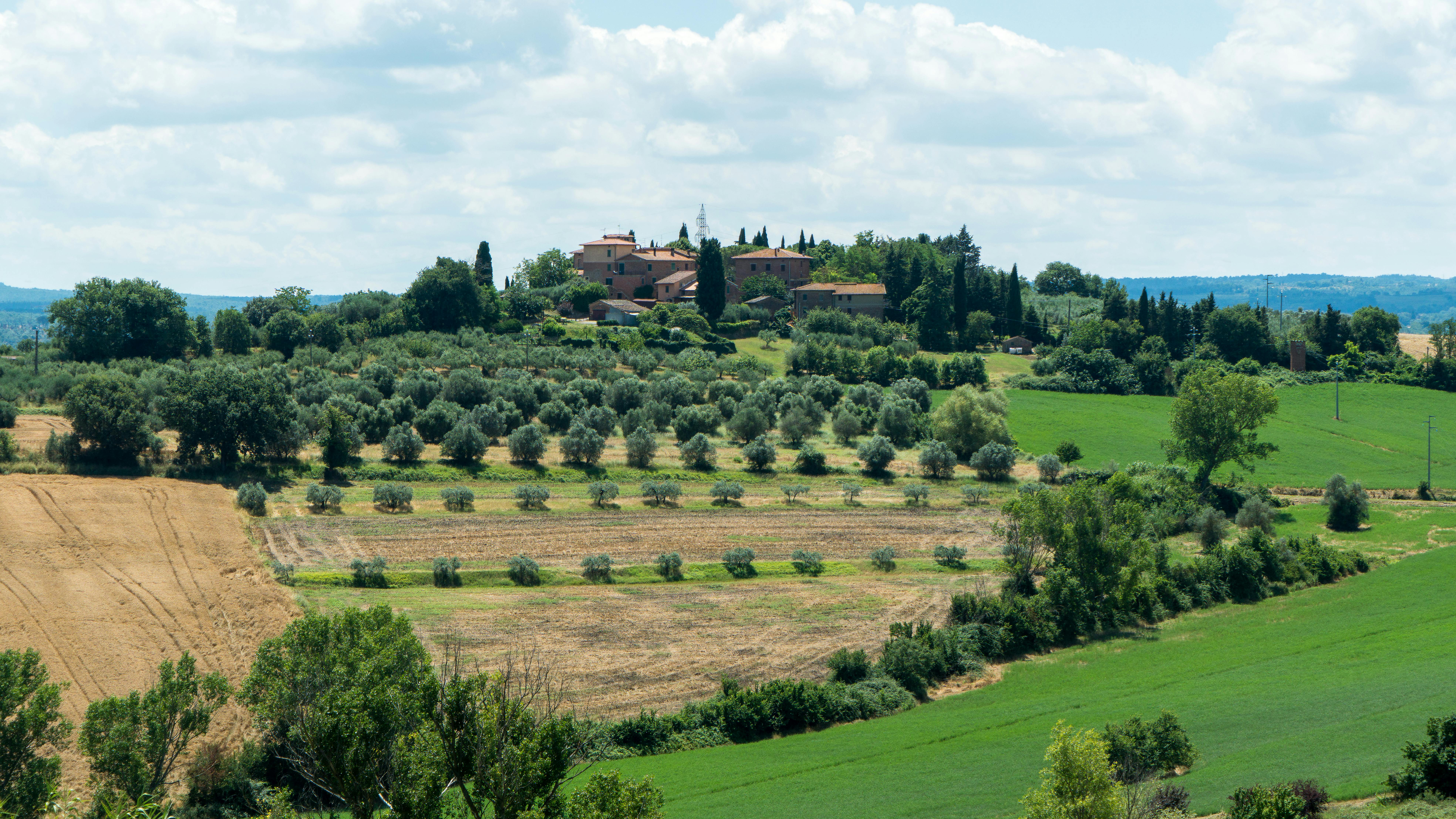 Olive groves on an Italian estate, a reminder that Reschio's retail pitch is grounded in daily use rather than souvenir gloss.