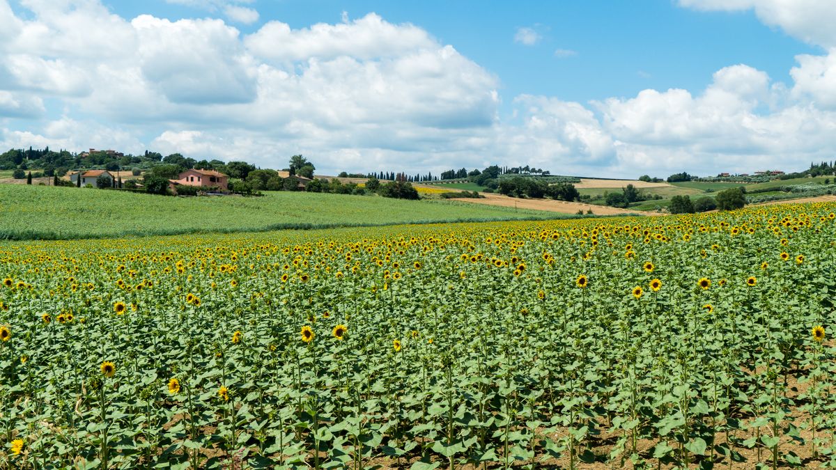 Camp de floarea-soarelui pana la orizont, cu case pe deal