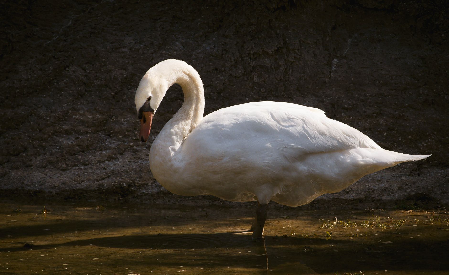 A graceful mute swan stands in calm waters, showcasing its elegant white plumage.