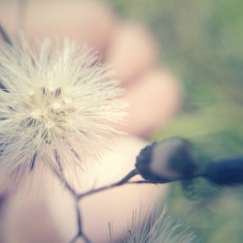 Ücretsiz Beyaz Karahindiba çiçeği Yakın çekim Fotoğrafçılığı Stok Fotoğraflar
