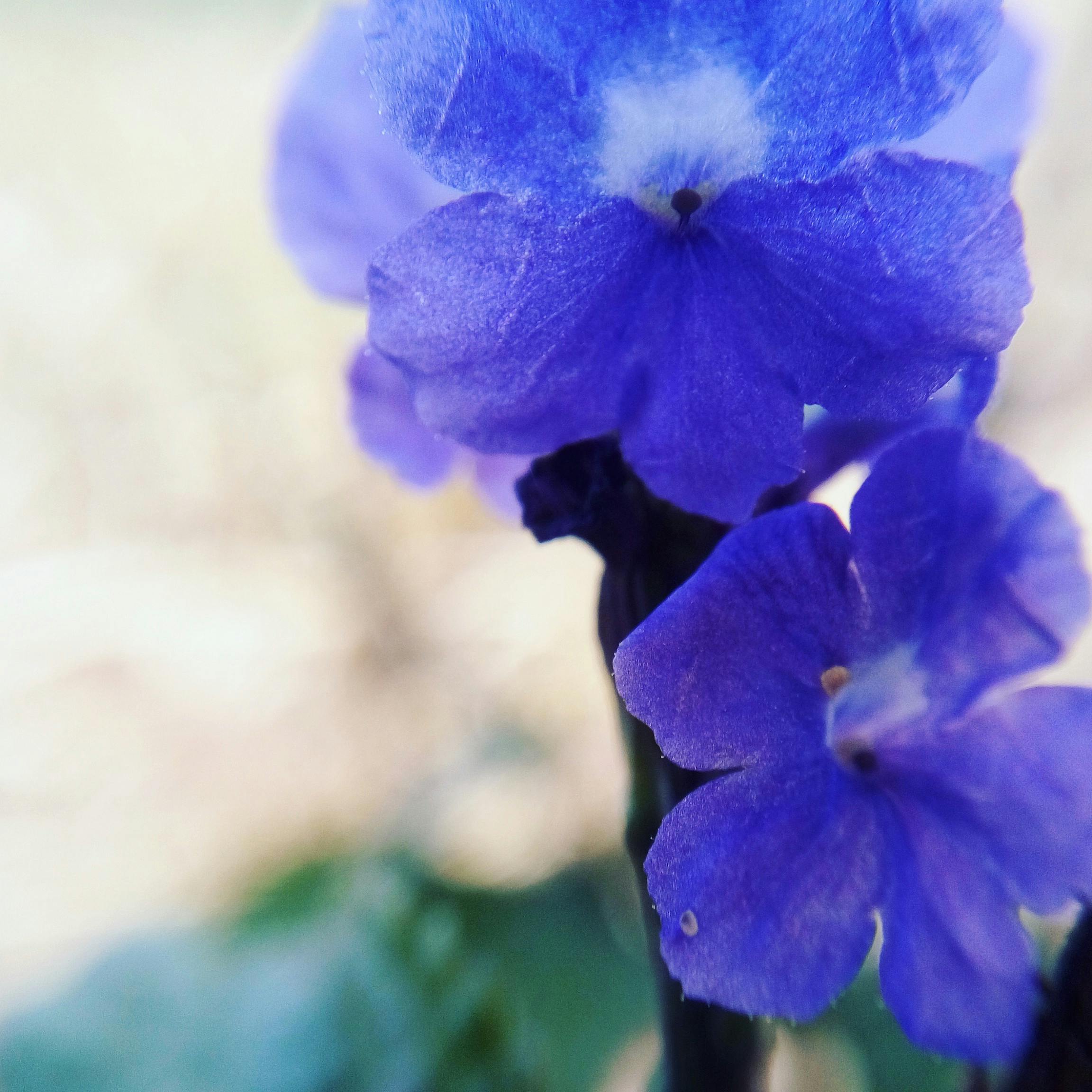 Imagine De Stoc Gratuită Cu Floare Floare De Deal Flori Albastre