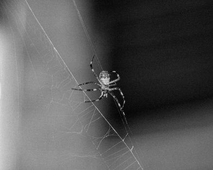 Detailed black and white photo of a spider on its web, highlighting texture and contrast.