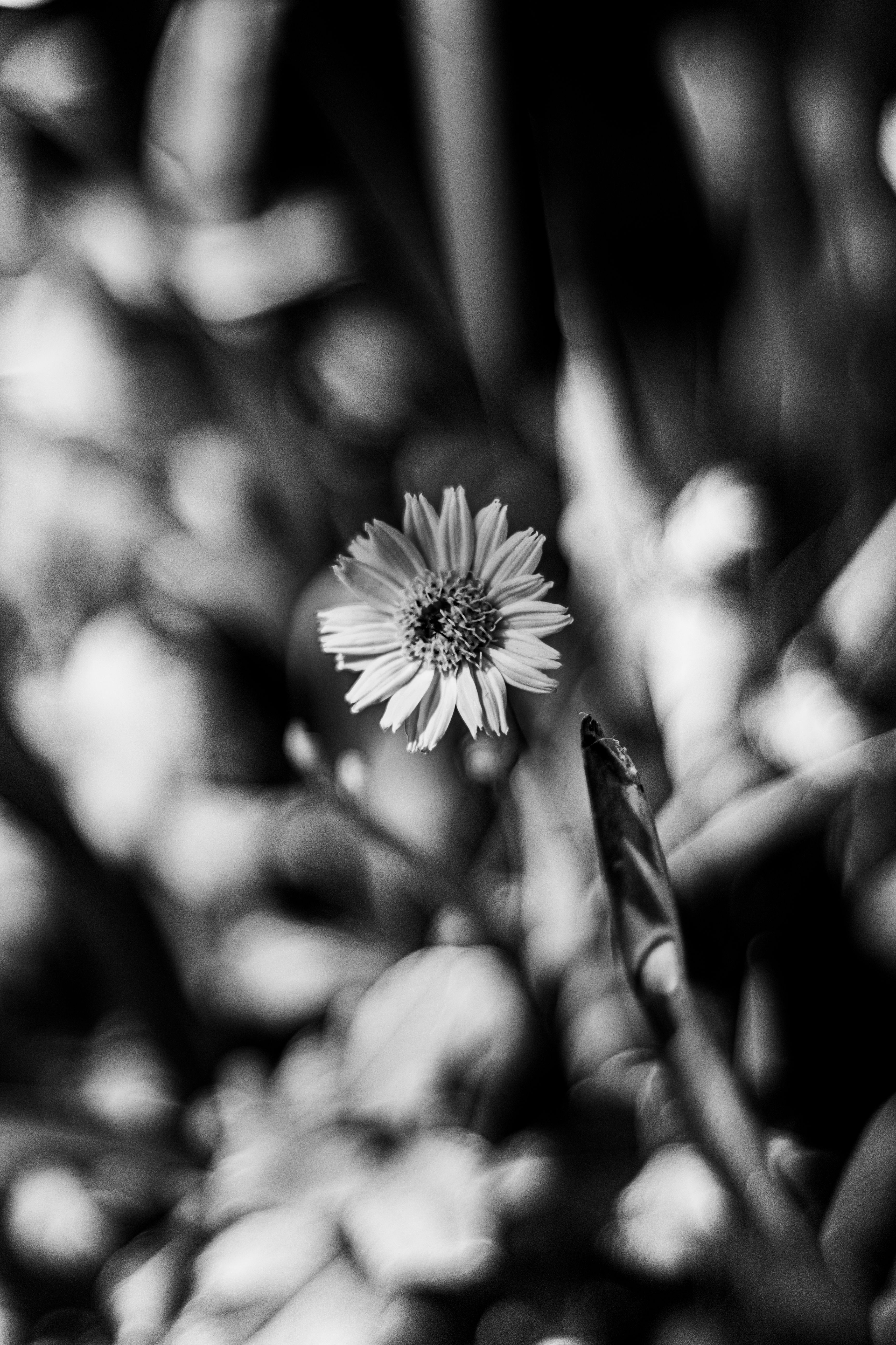 How to photograph wildflowers without flattening the scene — why one clear lead makes the image stronger