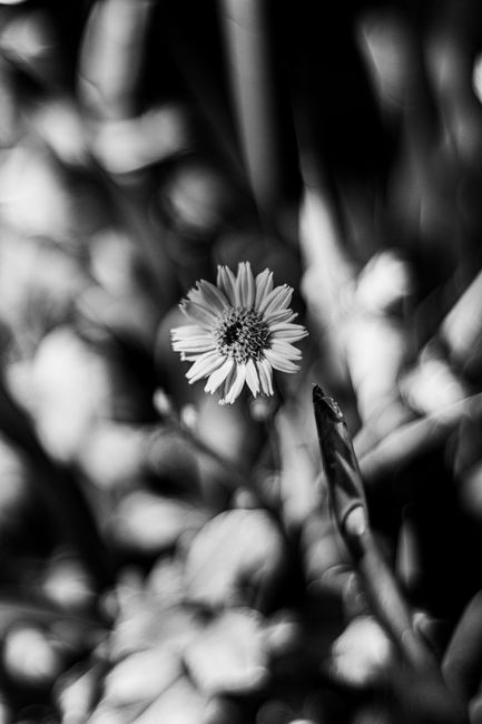 Artistic black and white photo focusing on a single flower in bloom