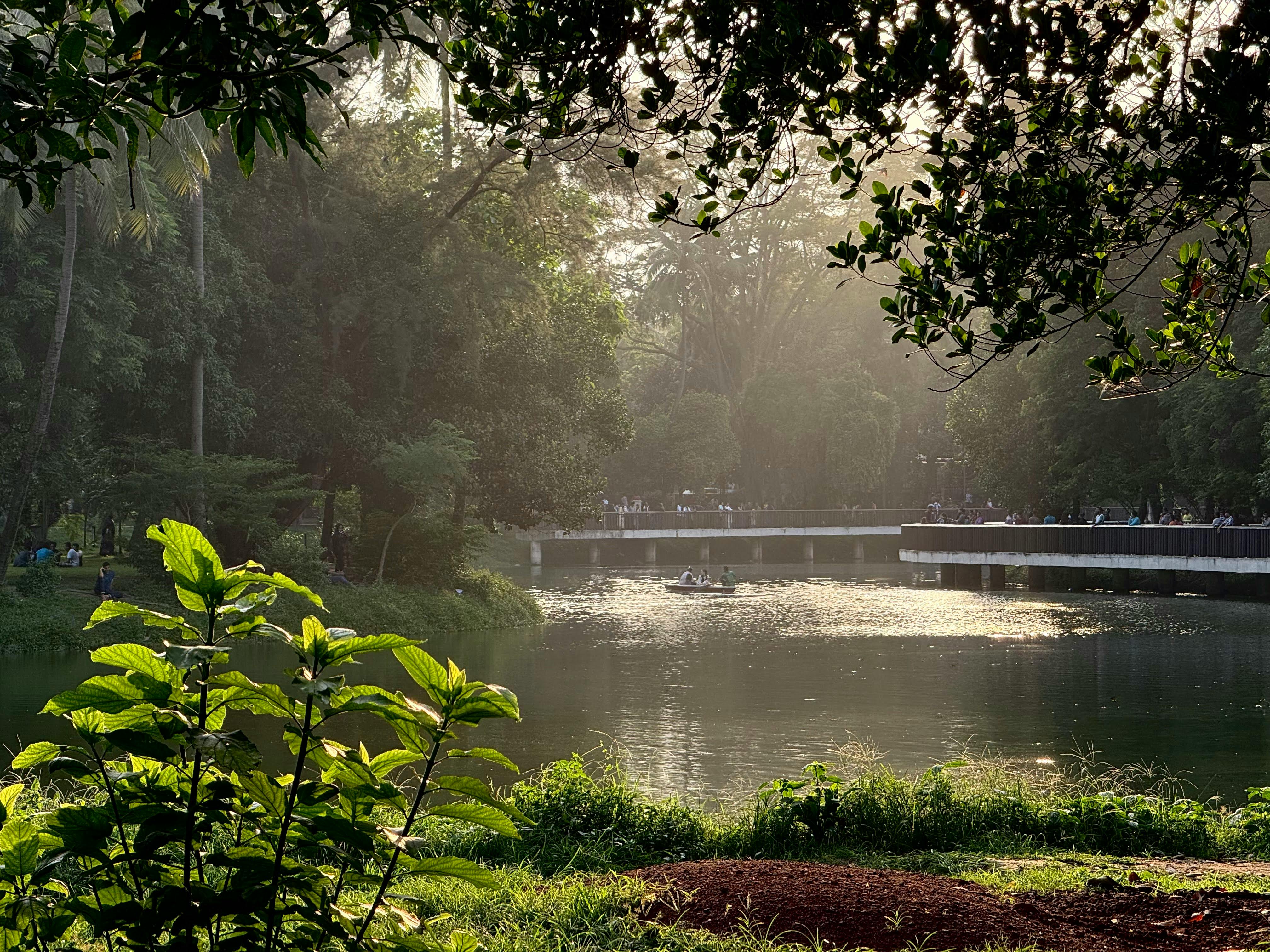 A close‑up of a mosquito perched on a leaf