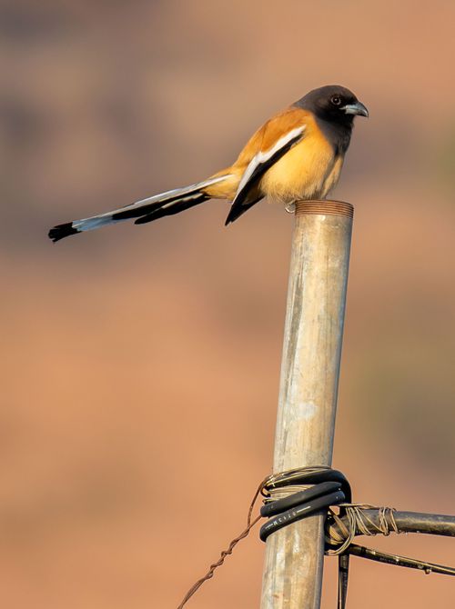Free A Rufous Treepie sits on a pole against a blurred natural background. Stock Photo
