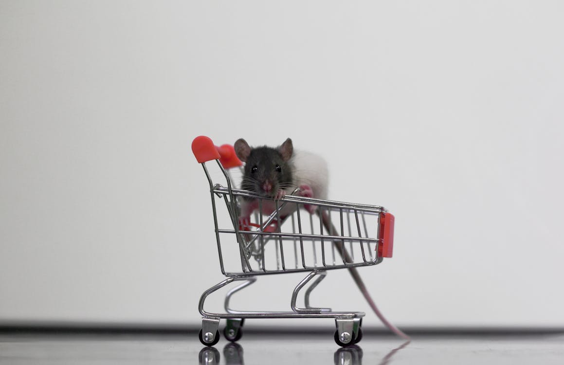 Free stock photo of black and white rat, cart, mouse