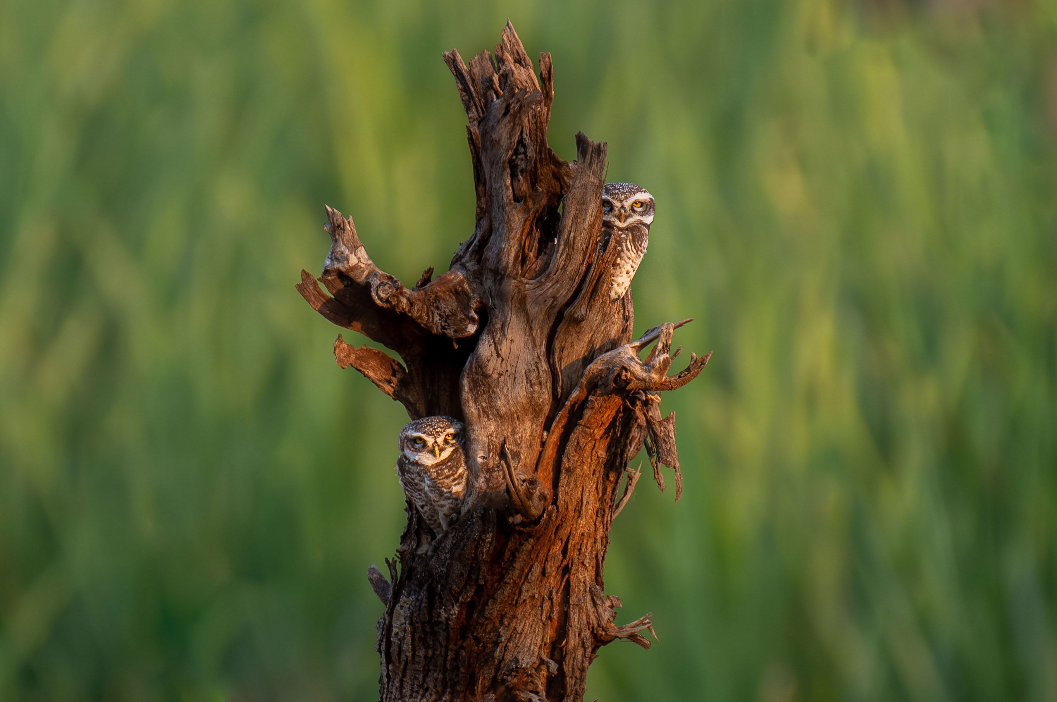 Two burrowing owls on a tree stump against a blurred green background.