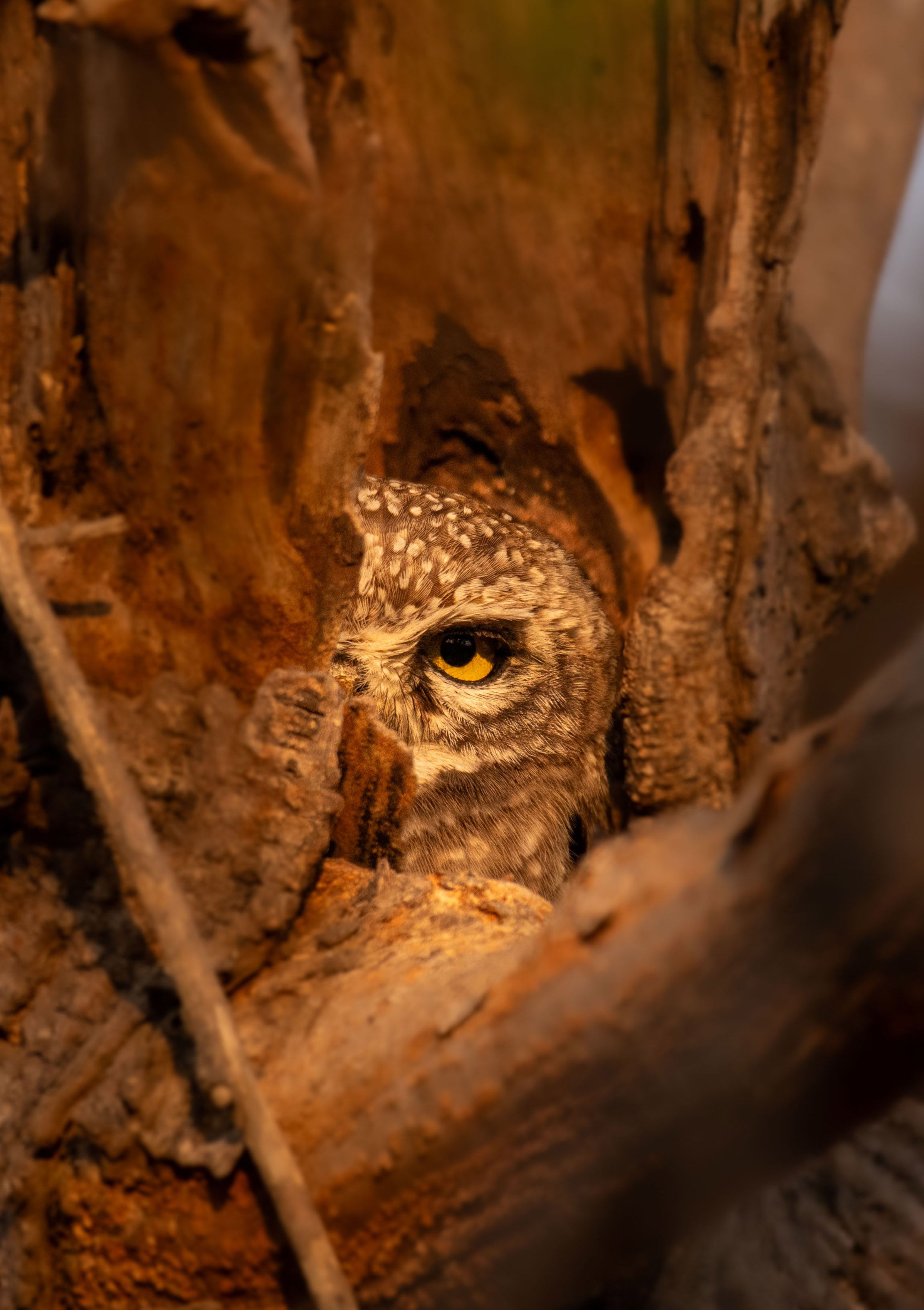 Fotomural Descubre un búho oculto asomándose desde un hueco en el árbol en este detallado retrato de vida salvaje.