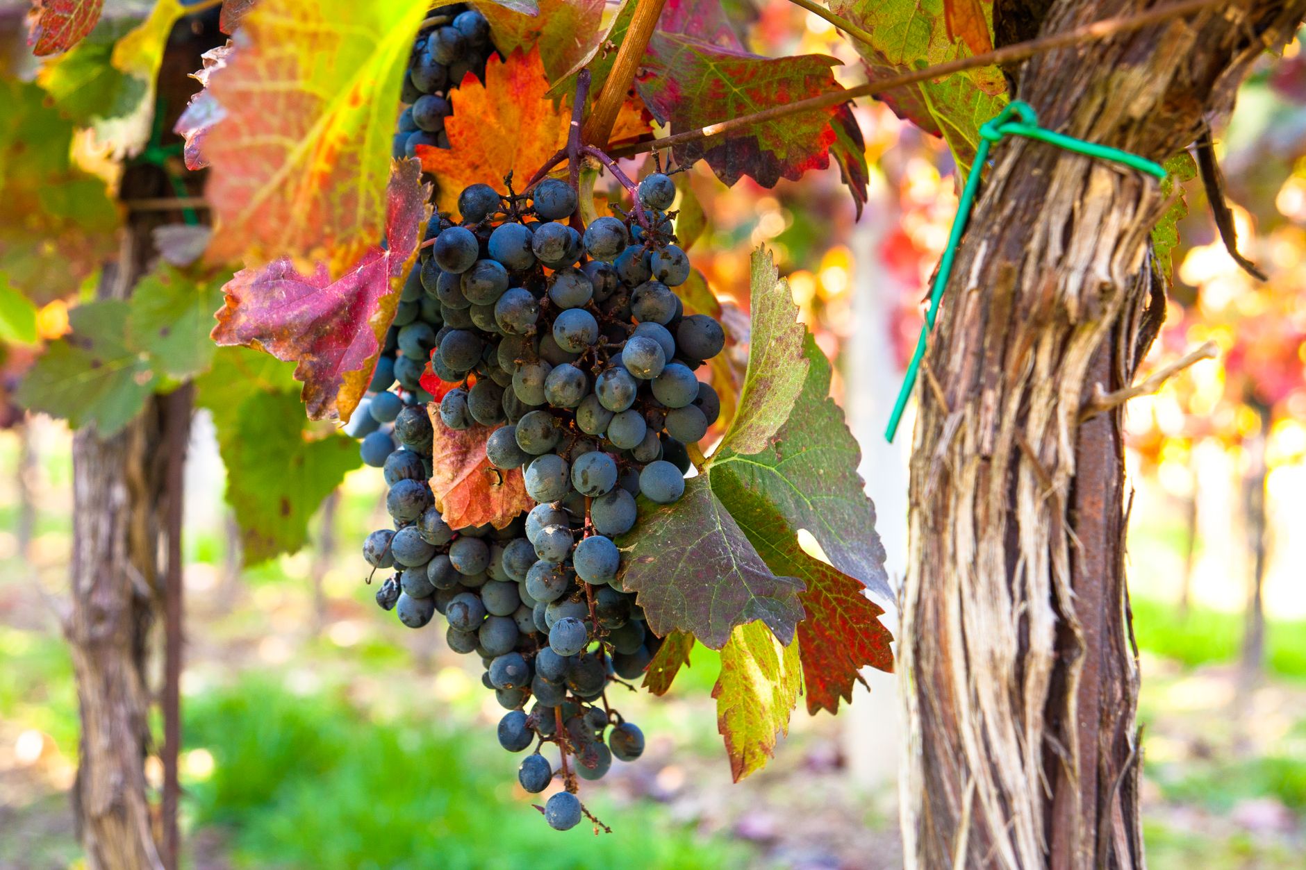 moravian wine vineyard palava hills moravia czech republic landscape