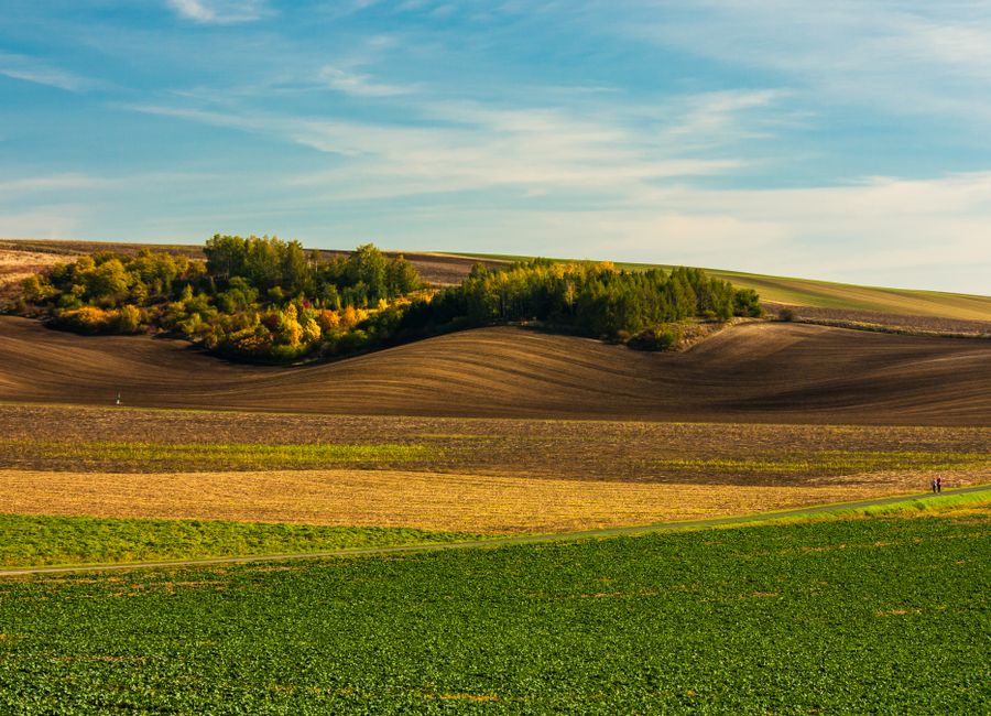 Rolling fields and lush trees under a clear sky, South Moravia landscape.
