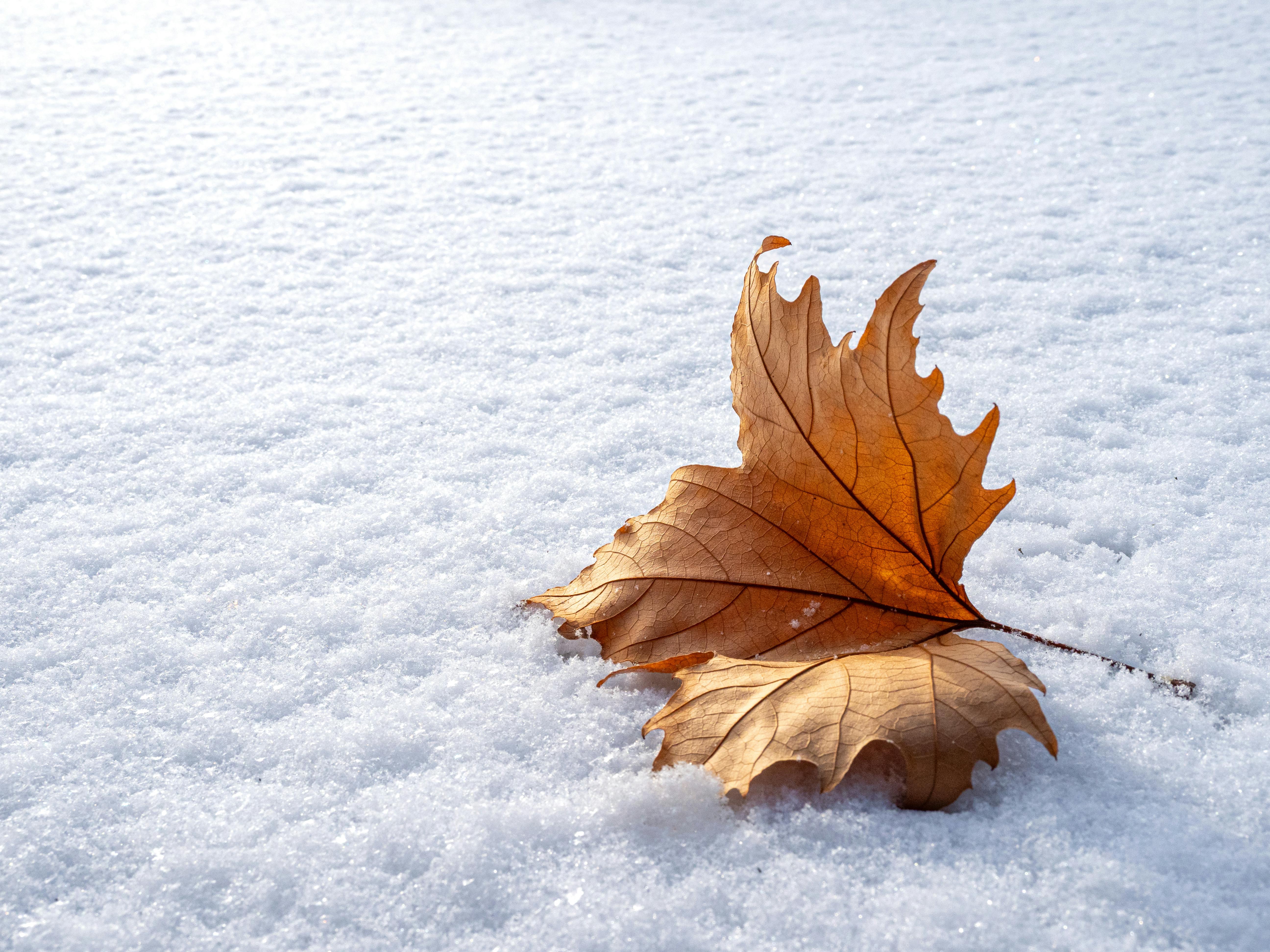 O que aconteceria se os EUA realmente capturassem Maduro