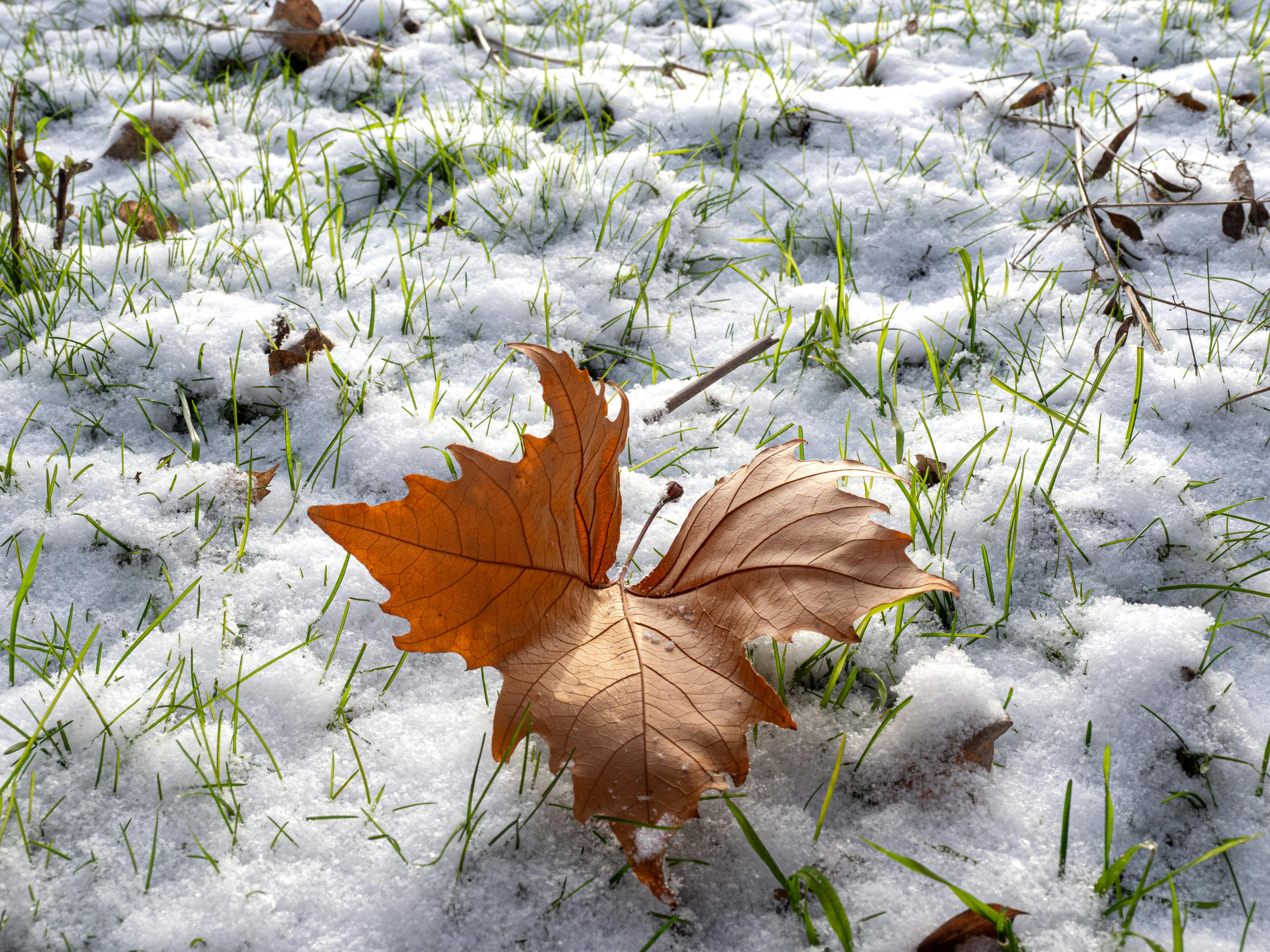 A brown autumn leaf rests on snow-covered grass with hints of green blades peeking through.