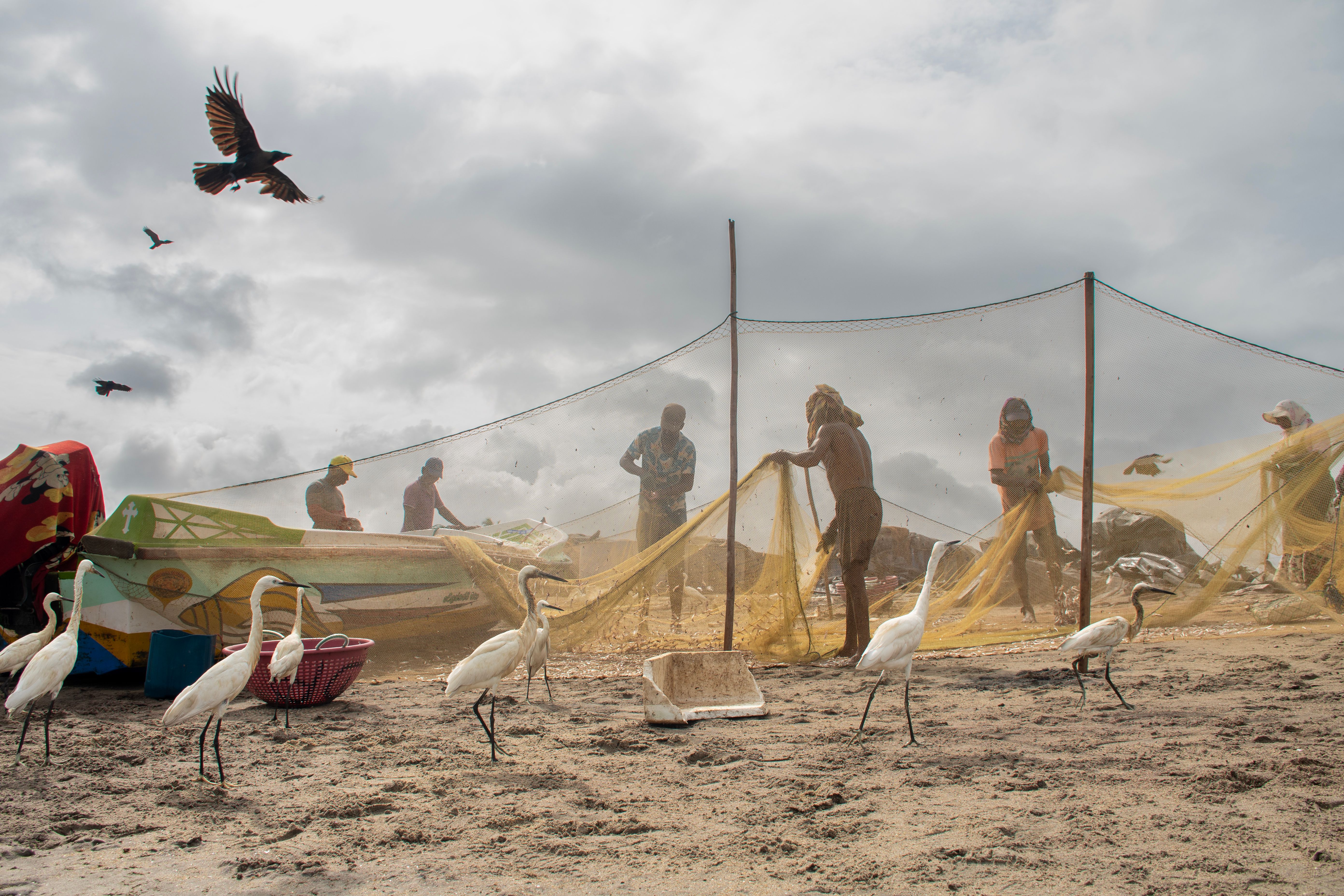 Fishermen Untangling Nets with Birds on a Beach · Free Stock Photo