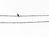 Minimalistic Black and White Bird on Wire