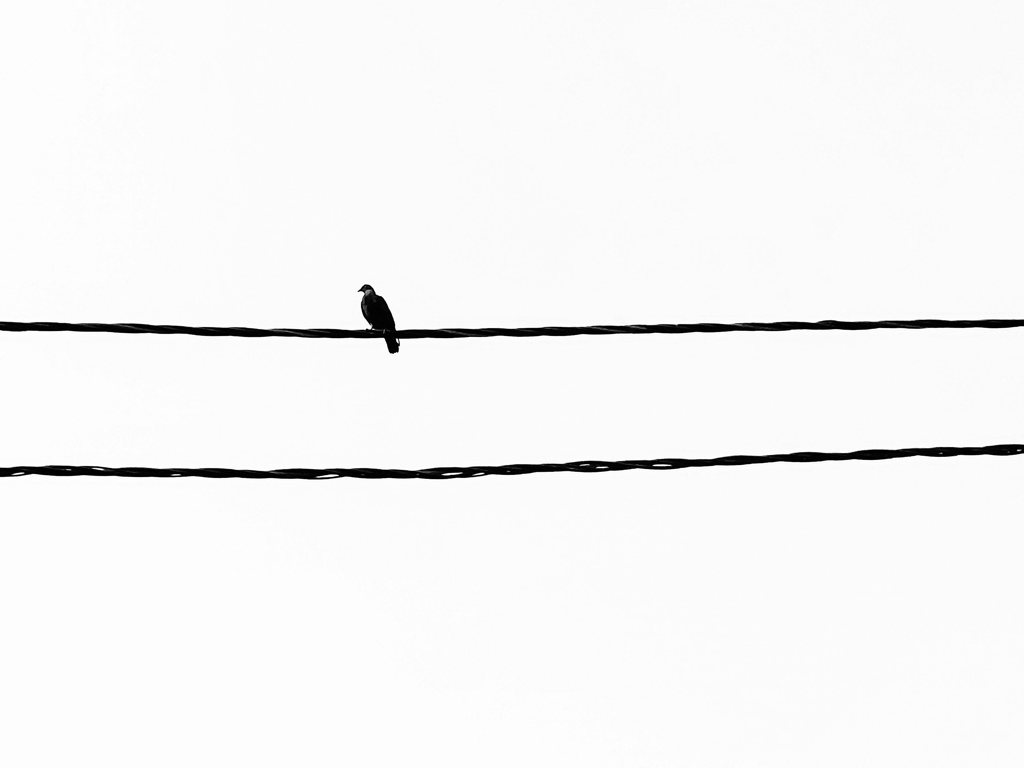 Free A lone bird perched on a wire in a black and white minimalist scene. Stock Photo