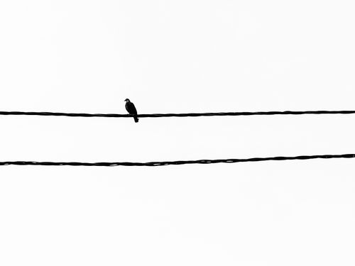 Free A lone bird perched on a wire in a black and white minimalist scene. Stock Photo