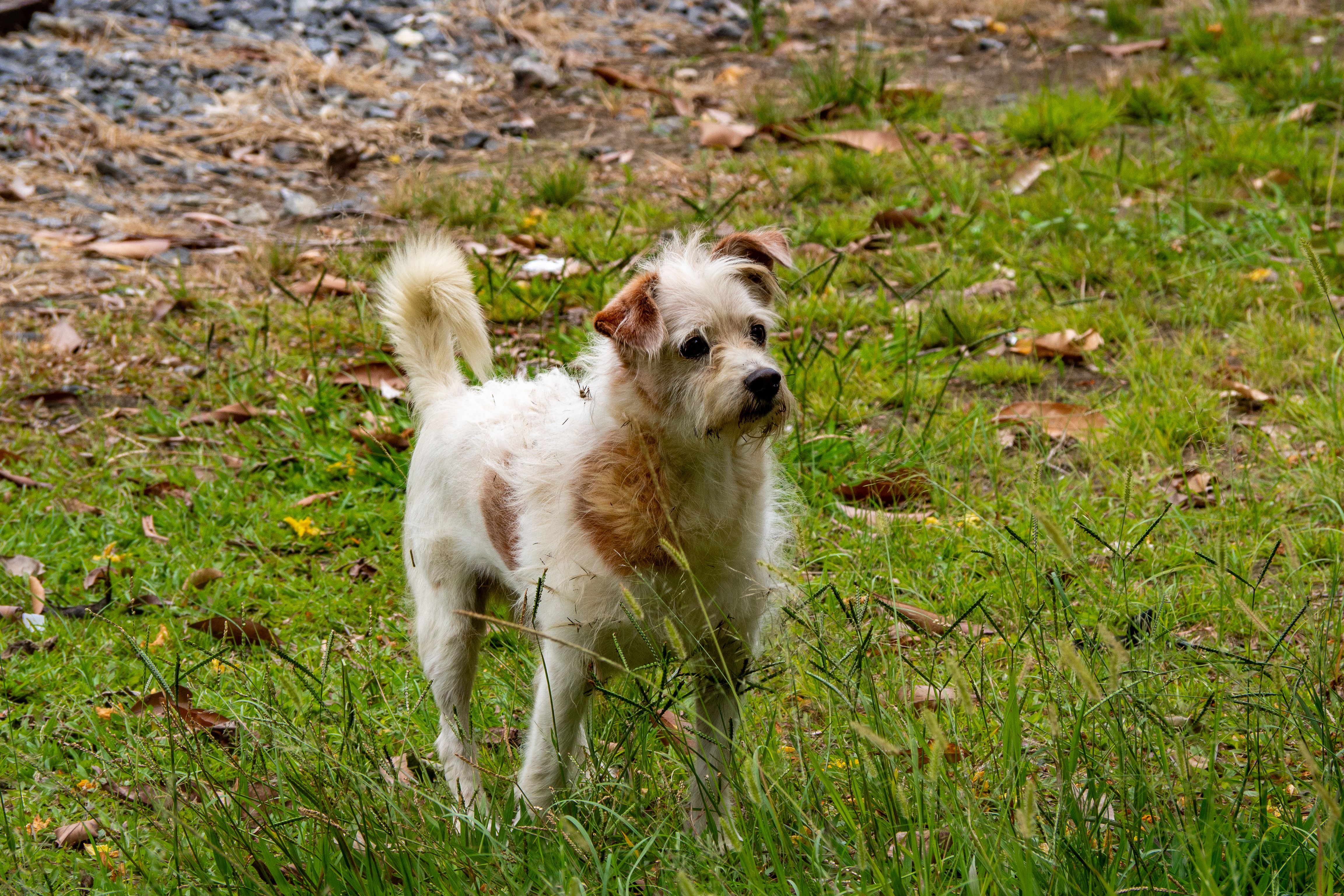 Scruffy terrier mix