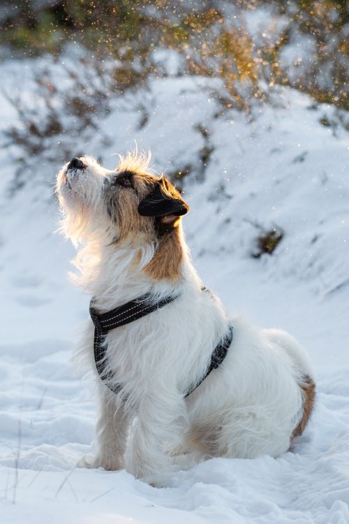 Free A Jack Russell Terrier enjoys a snowy winter day in a Latvian forest, capturing the serene outdoors. Stock Photo
